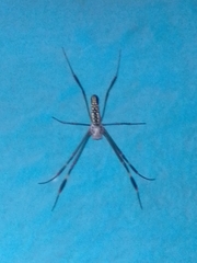 Trichonephila clavipes