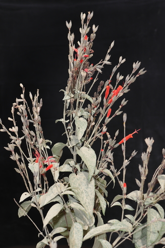 Salvia hirta