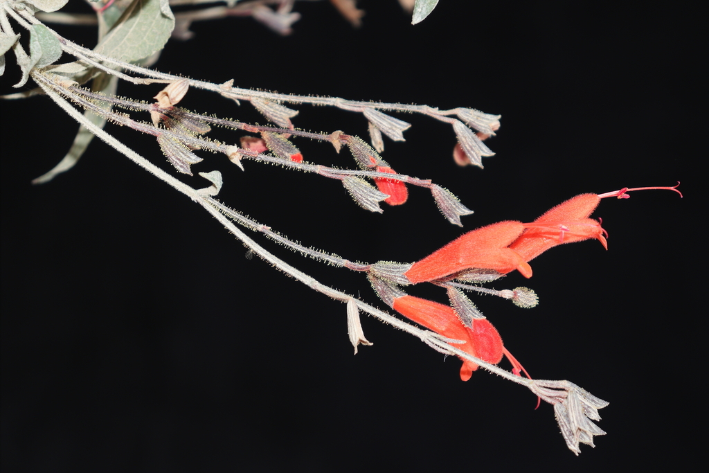 Salvia hirta; photograph (c) Paúl Gonzáles, some rights reserved (CC BY)