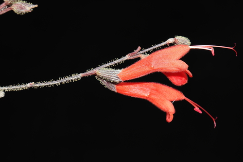 Salvia hirta, photograph 6