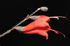 (c) Paúl Gonzáles, some rights reserved (CC BY) Salvia hirta, photograph (c) Paúl Gonzáles, some rights reserved (CC BY)