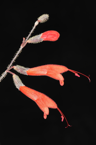 Salvia hirta, photograph 5