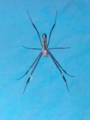 Trichonephila clavipes