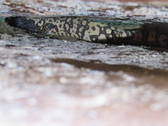 Heloderma suspectum cinctum