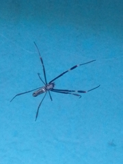 Trichonephila clavipes