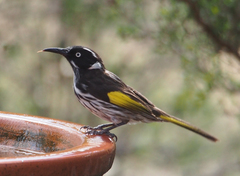New Holland Honeyeater photo 2