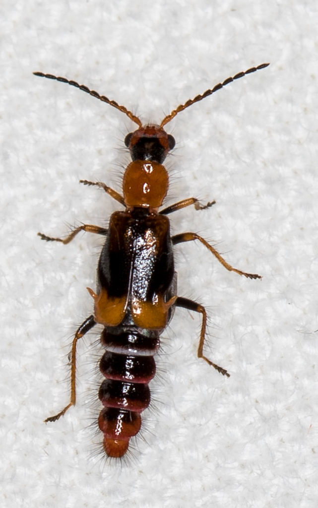 Carphurus gallinaceus
