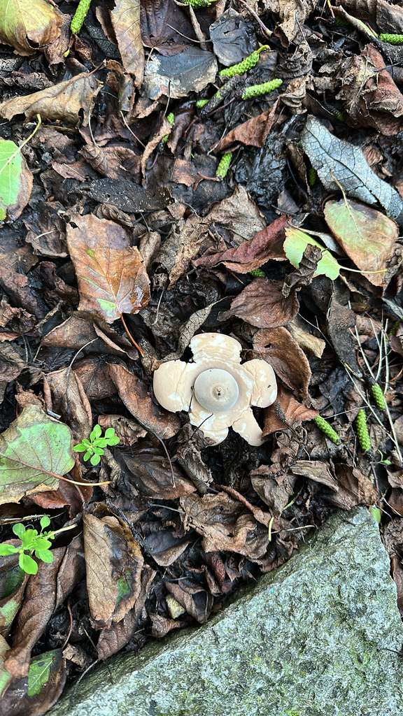 Geastrum michelianum · November 2025 · photo: © laurafranklin (iNaturalist, cc-by-sa)