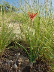 Aloe verecunda