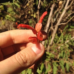 Salvia sessei