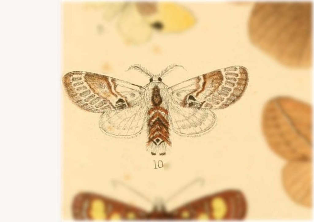 Genduara albicans