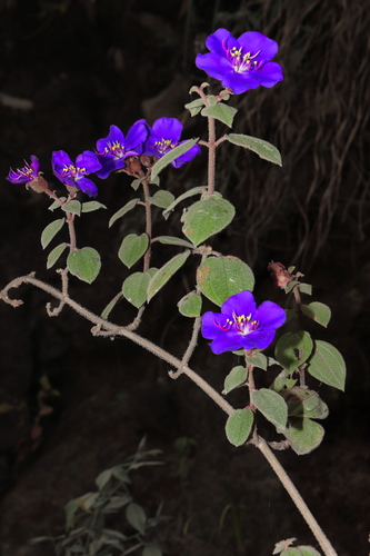 Chaetogastra laxa, photograph 6