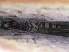 Heloderma suspectum cinctum