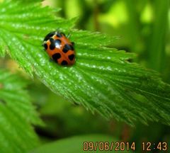 Hippodamia septemmaculata