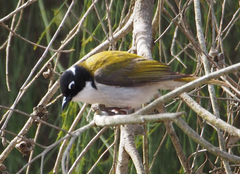 Melithreptus chloropsis