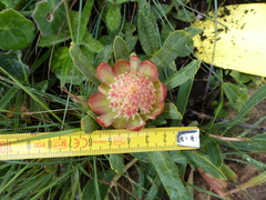 Leiocephalae