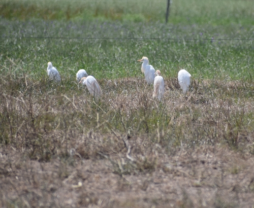 Western Cattle-Egret