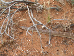 Arizona elegans eburnata