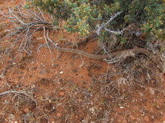 Arizona elegans eburnata