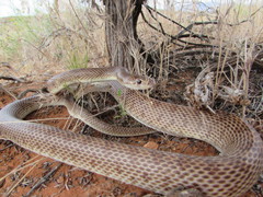 Arizona elegans eburnata