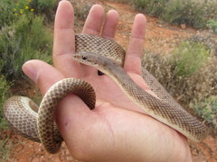 Arizona elegans eburnata