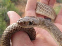 Arizona elegans eburnata