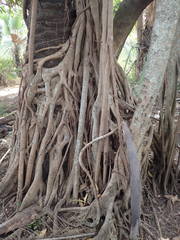 Ficus polita