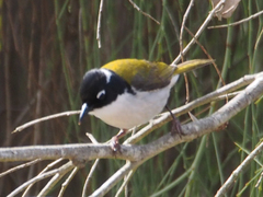 Melithreptus chloropsis