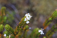 Veronica pauciramosa