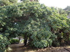 Ficus polita