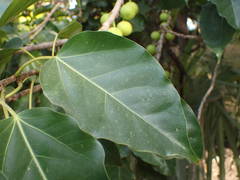 Ficus polita