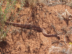 Crotalus cerastes cerastes