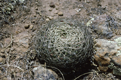 Lobivia cinnabarina