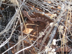 Crotalus cerastes cerastes