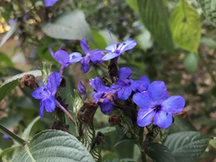 Eranthemum