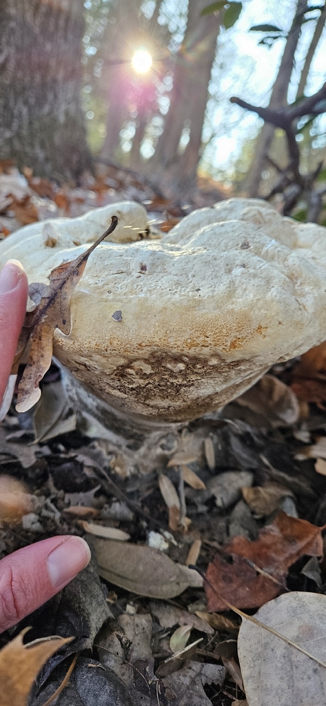 Pseudoinonotus dryadeus · November 2025 · photo: © valehu (iNaturalist, cc-by)