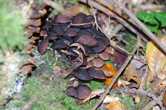 Cortinarius anthracinus