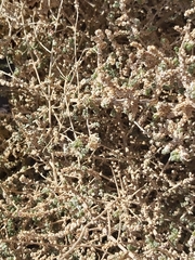 Caroxylon imbricatum