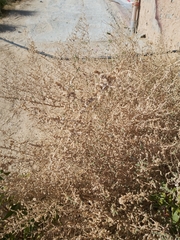 Caroxylon imbricatum