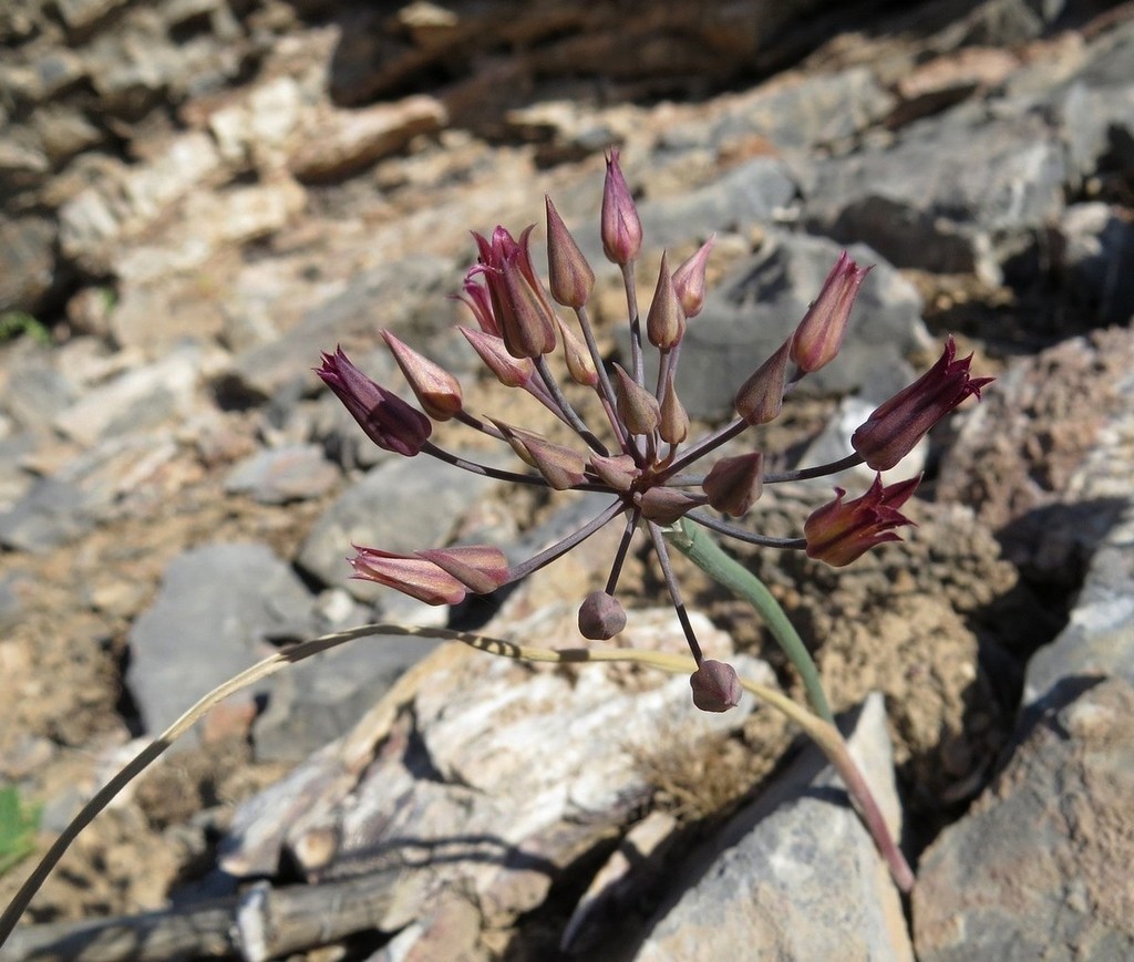 Allium kujukense