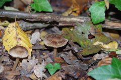 Inocybe asterospora