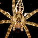 Fisheating Spiders - Photo (c) Wynand Uys, some rights reserved (CC BY), uploaded by Wynand Uys
