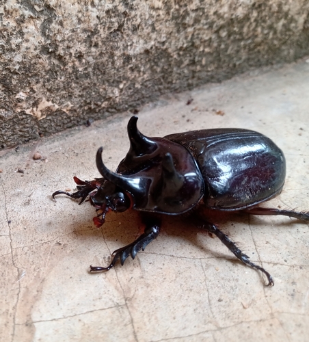 Strategus validus
