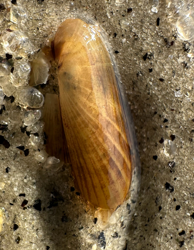 Solemya velum, 2025-11-28