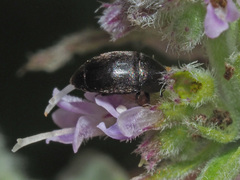 Thymogethes egenus