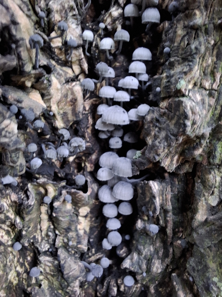 Mycena pseudocorticola · November 2025 · photo: © caracalshan (iNaturalist, cc-by)