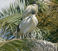 Threskiornis molucca