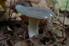 Russula parazurea