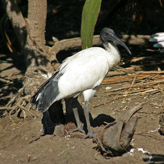 Threskiornis molucca