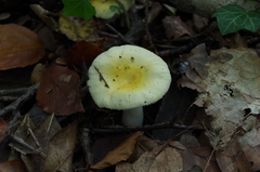 Russula solaris